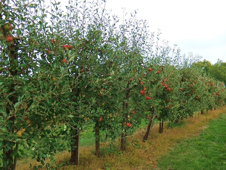 O livadă ecologică aşteaptă a doua şansă