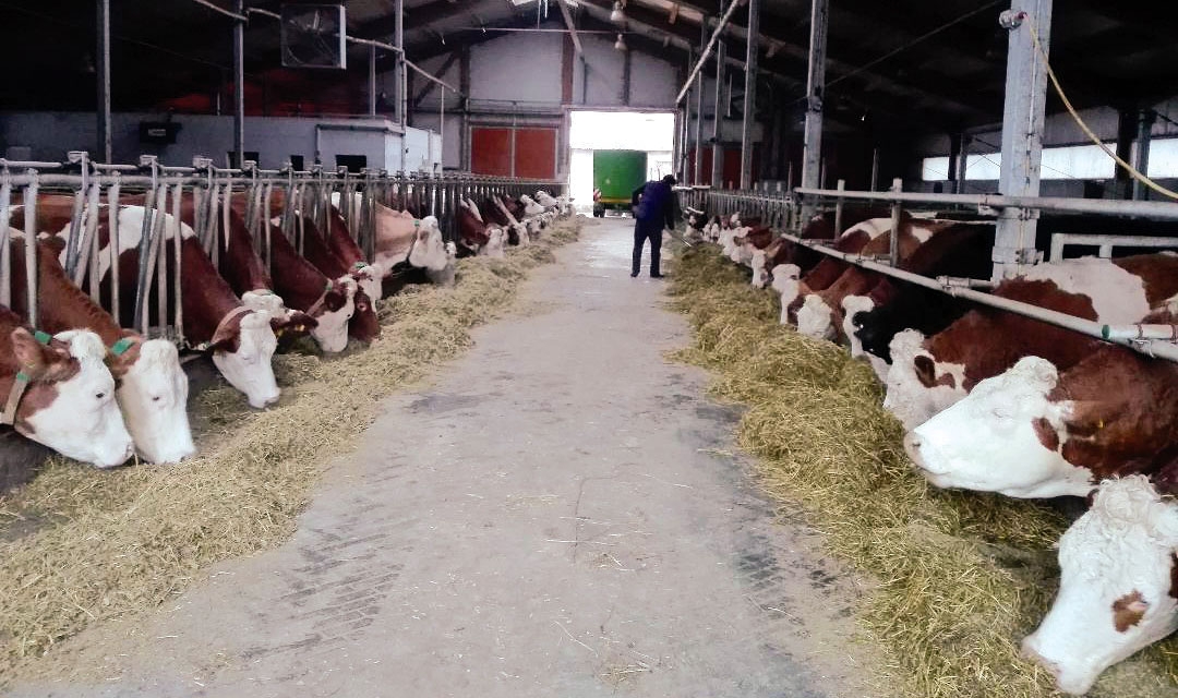 Sfaturi utile pentru furajarea vacilor iarna