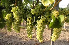 „A apărut Ghidul fitosanitar al viticultorului“