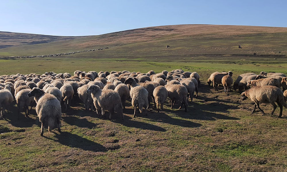 Oile Rovasi, randament bun la producția de lapte