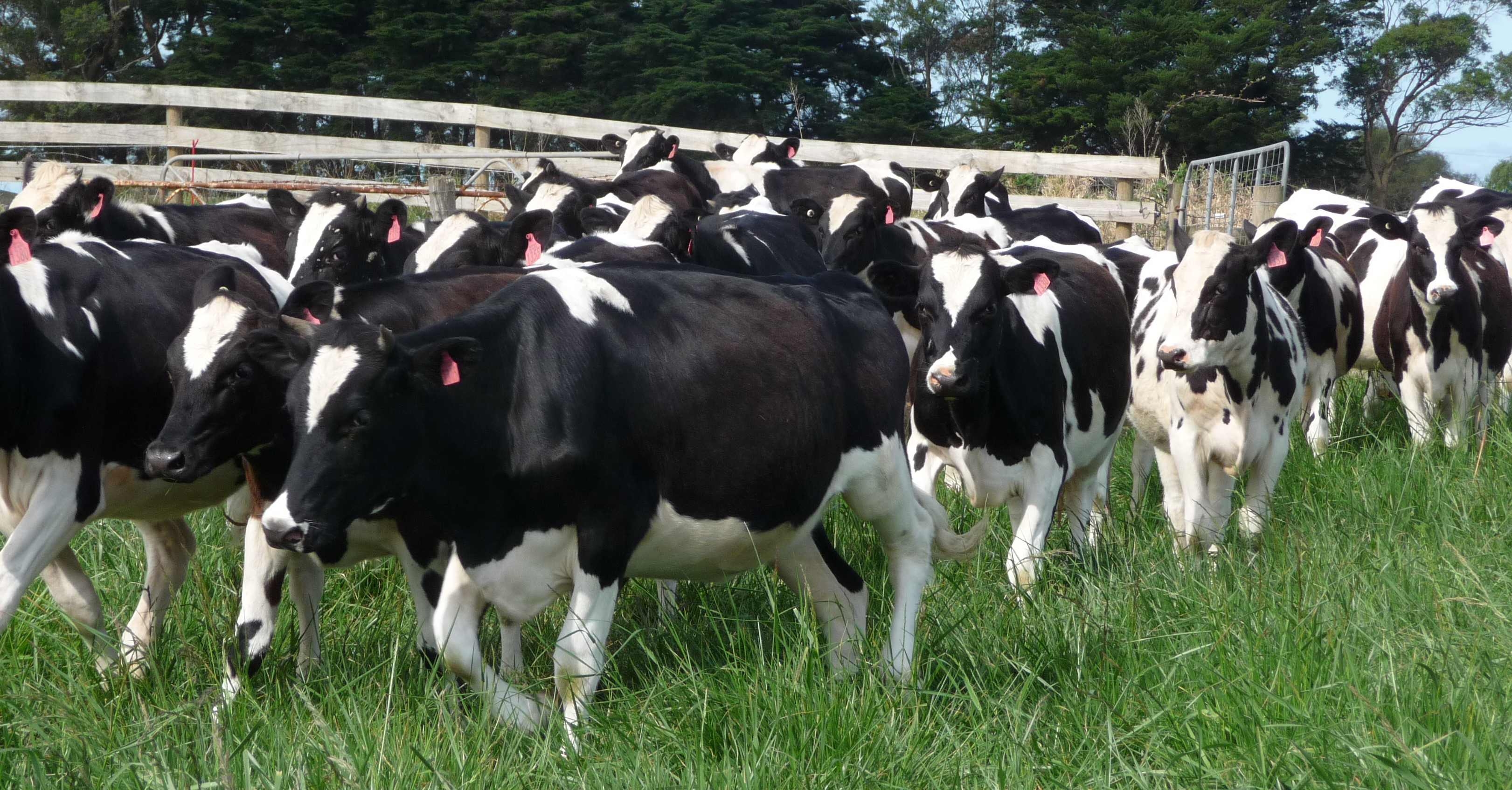 APIA eliberează adeverințe pentru beneficiarii Măsurii 14T (fosta măsura 215) – Plăți privind bunăstarea animalelor- Campania 2017