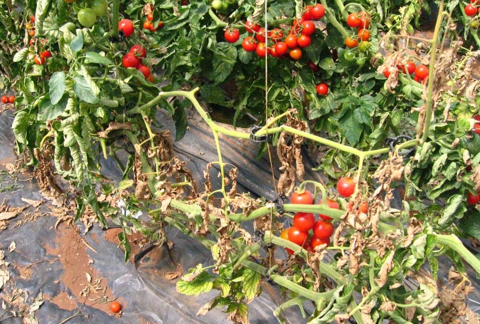 Boli de carantină la tomate