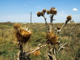 „Ciulinii Bărăganului“ să rămână numai în istoria literaturii!