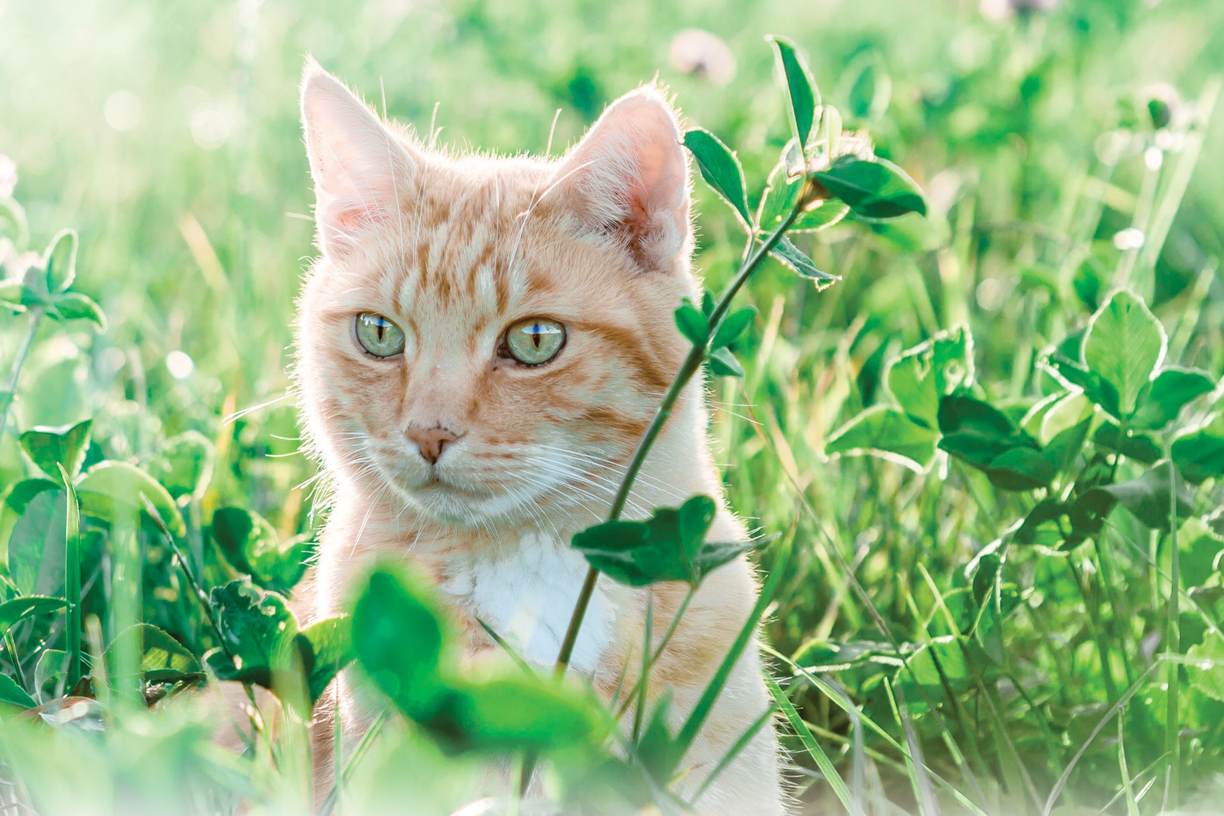 Plantele care îți otrăvesc animalul