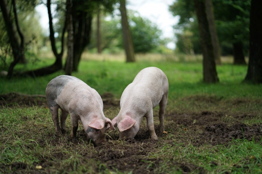 Actualizarea situației privind evoluția Pestei Porcine Africane la data de 23 noiembrie 2018