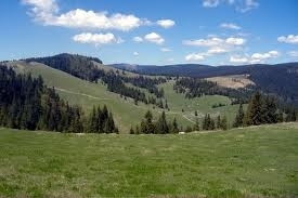 Pădurea este o capodoperă