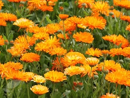 Tehnologia de cultură a gălbenelelor (Calendula officinalis)