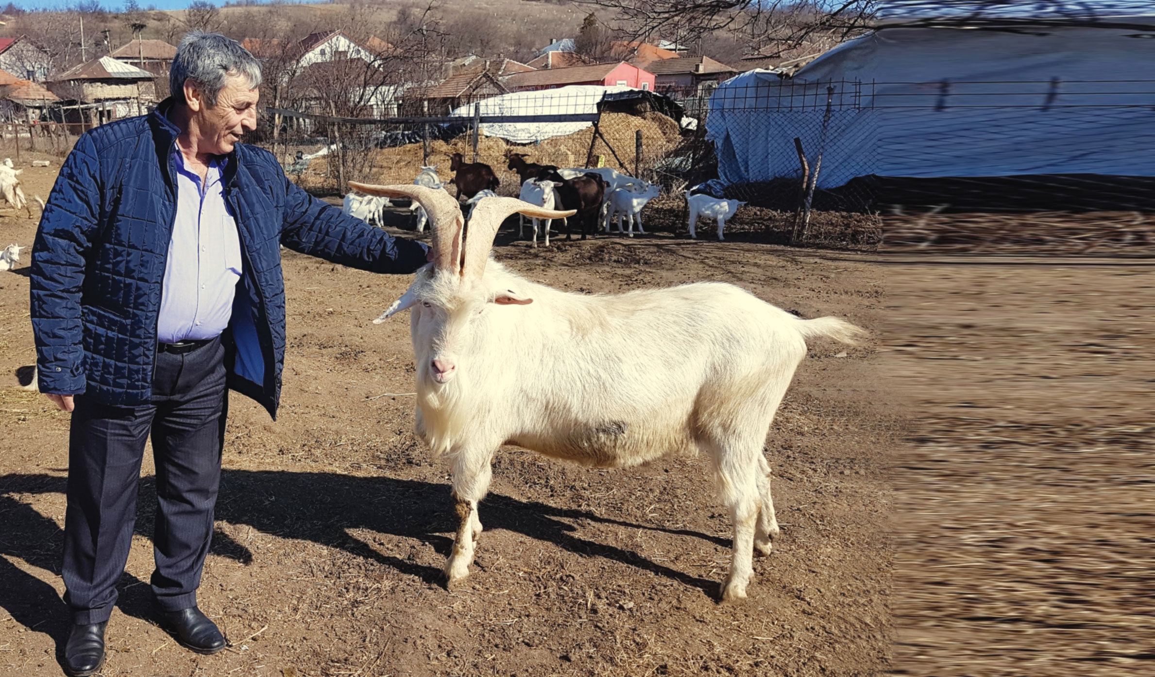 Rasa Saanen, rentabilă și în județul Teleorman