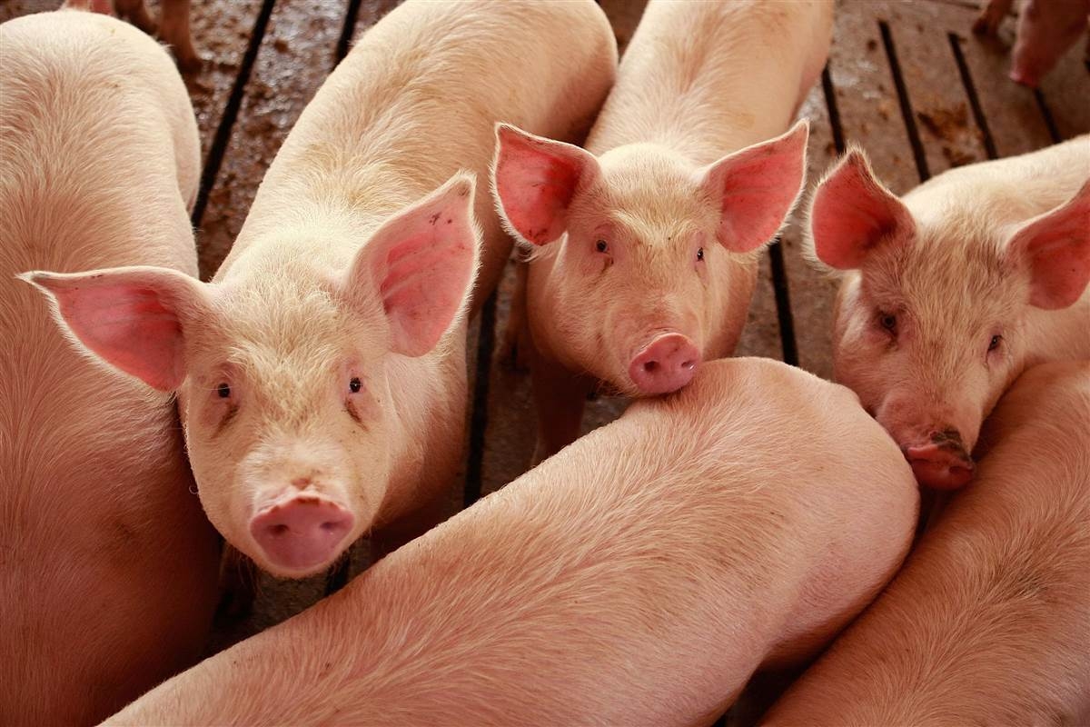 Actualizarea situației privind evoluția Pestei Porcine Africane la data de 28 decembrie 2018