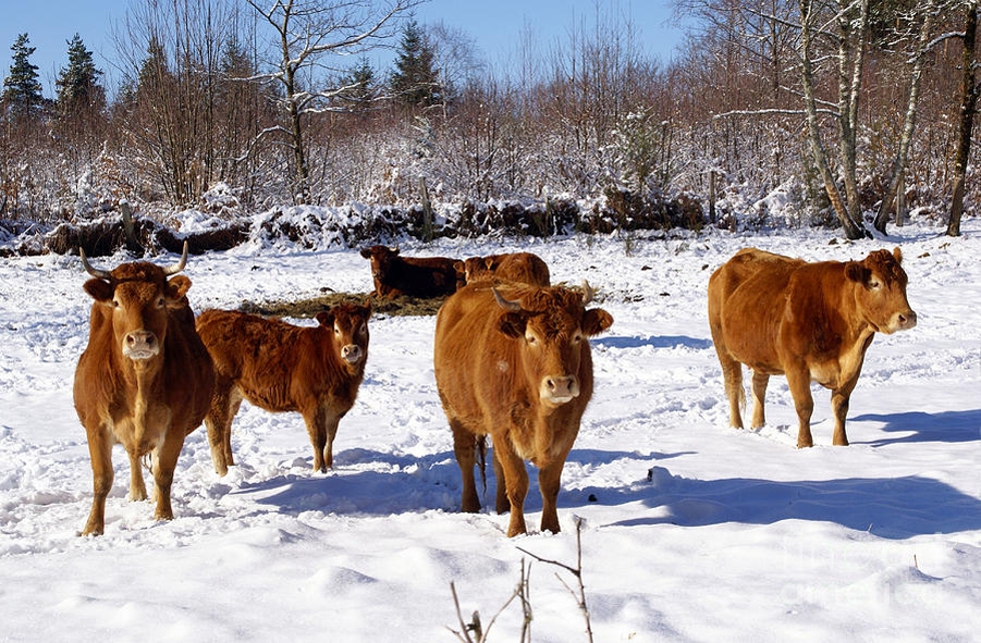 Îngrijirea animalelor pe timpul iernii