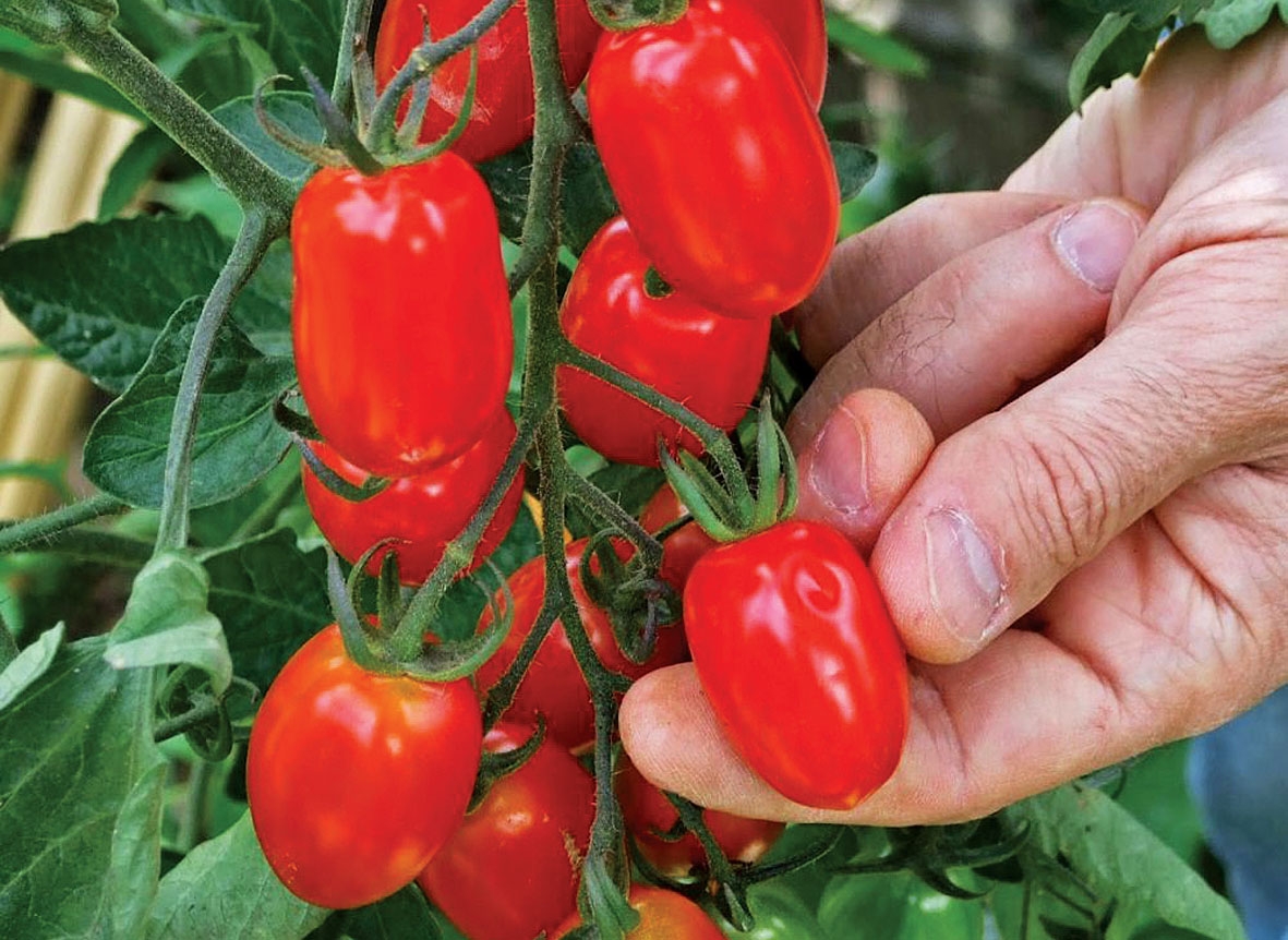 Combaterea bolilor și dăunătorilor la roșiile cultivate în sistem ecologic