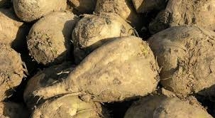 Producţii bune la sfecla de zahăr, chiar duble în unele zone