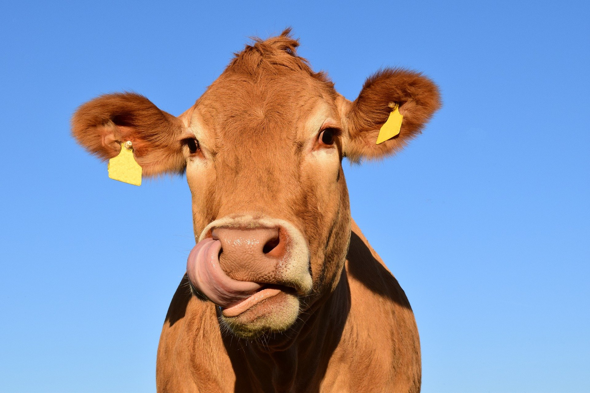 Longevitatea la ovine și bovine