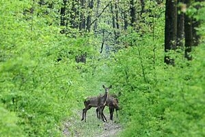 Fauna sălbatică din România, victimă a unui sistem corupt
