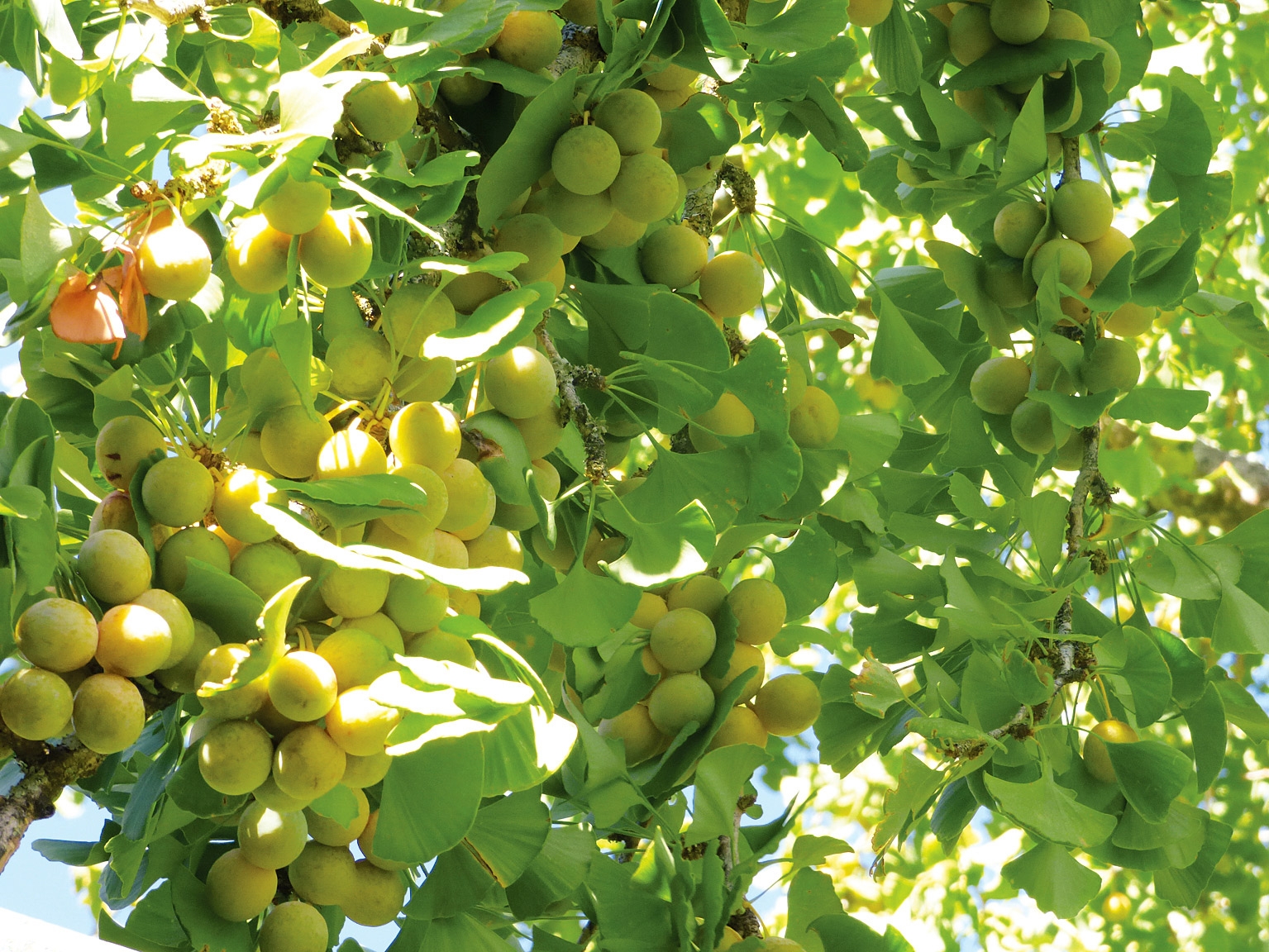 Gingko Biloba, o infuzie de flavonoide pentru Pleurotus