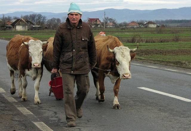 Crescătorii de bovine au învăţat limba… acordului!