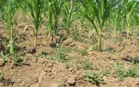 Porumbul şi floarea-soarelui au răsărit bine, dar lipsa apei începe să se resimtă