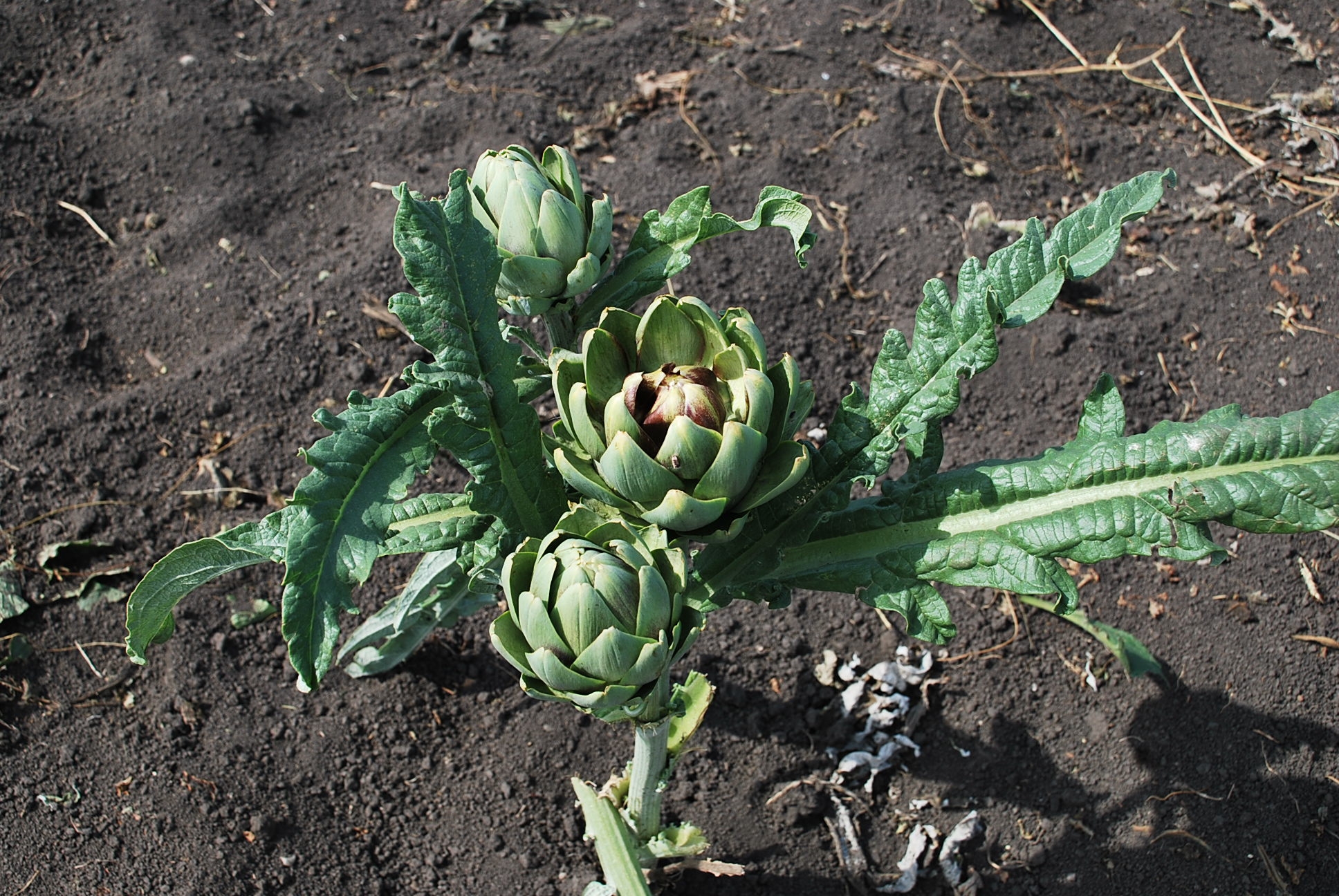Anghinare (Cynara scolymus L)