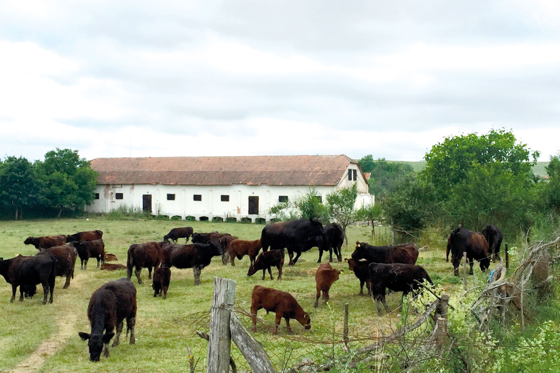 Fără subvenție, vaca pentru carne nu este o afacere