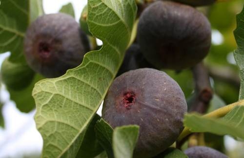 Recomandări tehnologice în cultivarea smochinului