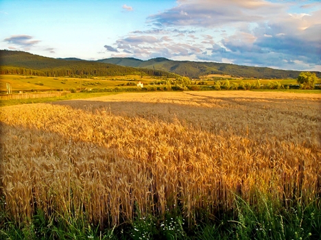 Soiul de grâu de toamnă PITAR