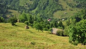 Codrul nu mai e frate cu românul. Pentru că nu mai există...