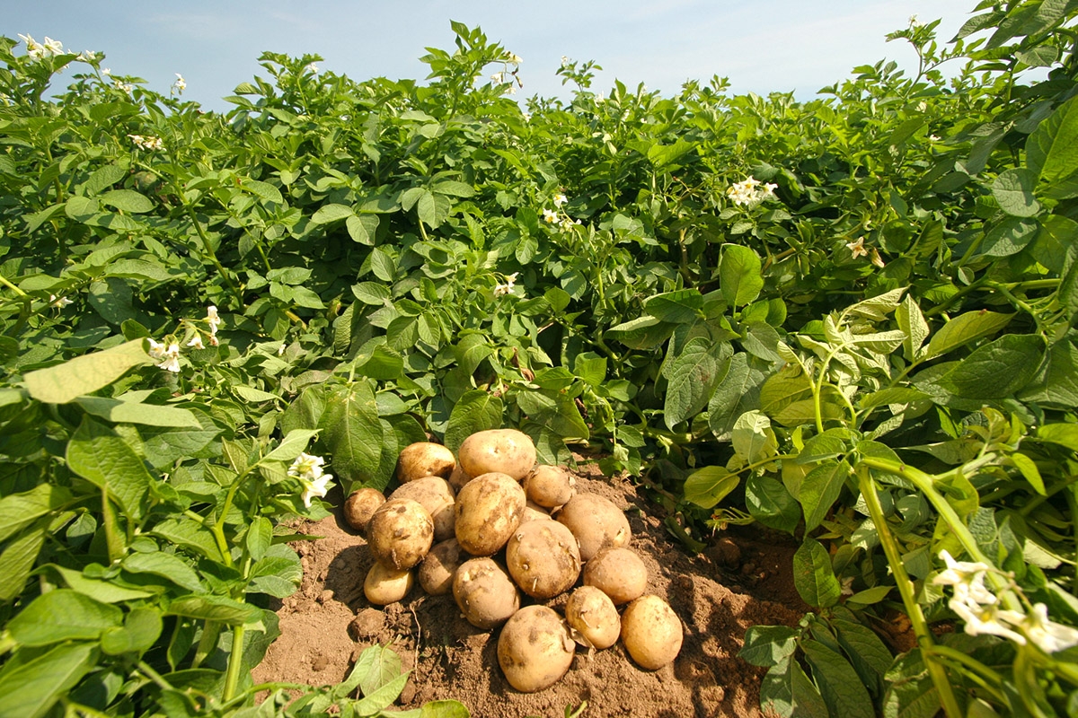 Prima Convenţie a Cartofului. Scăderea TVA, vitală pentru cultivatori