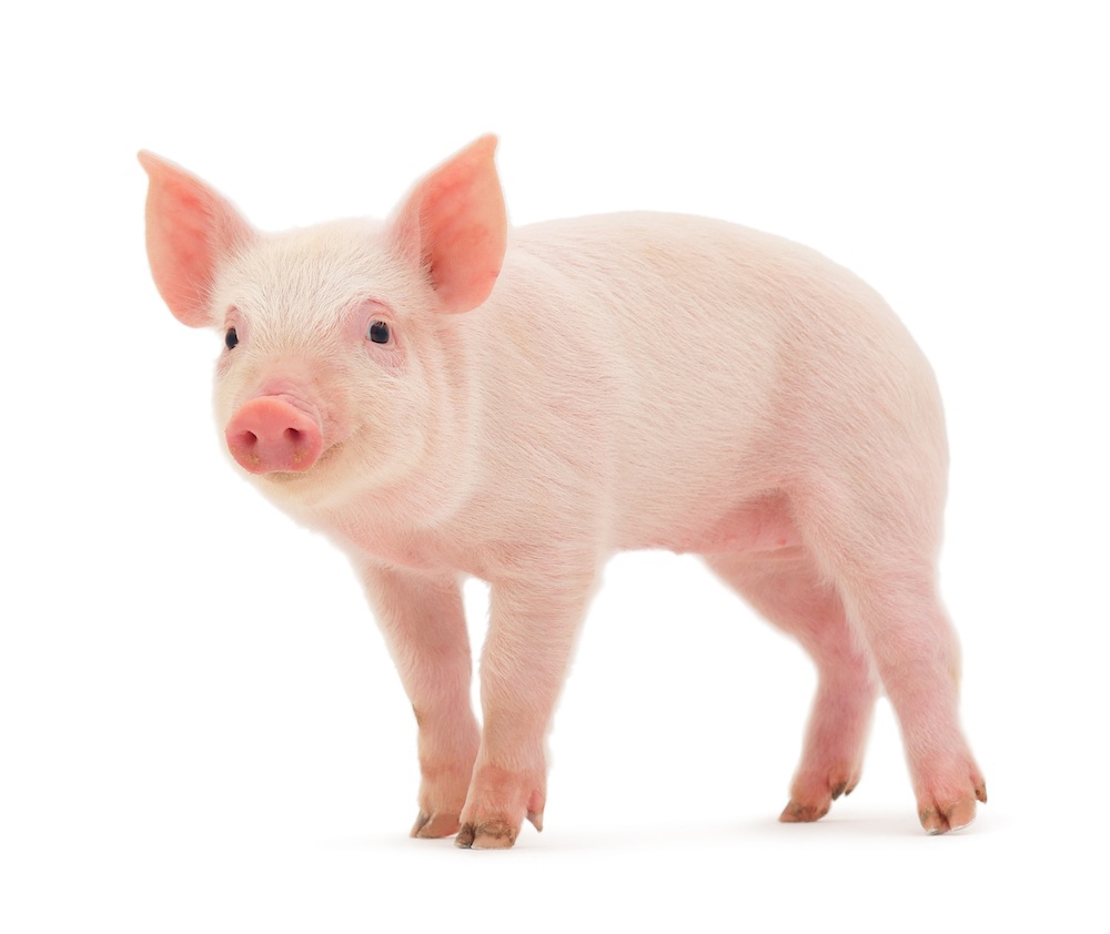 Programul pentru Carnea de Porc, pe masa Parlamentului