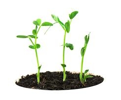Plantele, depoluatori naturali pentru locuinţele noastre