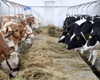 Nutreţuri neconvenţionale pentru hrănirea vacilor de lapte