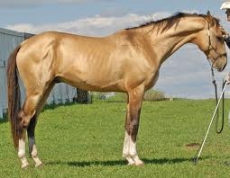 Akhal Teke - un fel de divă a cabalinelor!