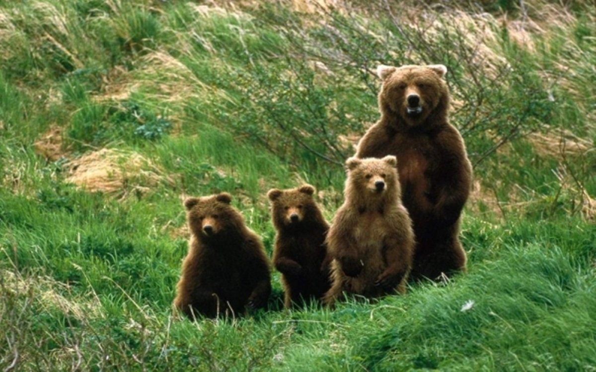 Înmulțirea animalelor sălbatice devine periculoasă