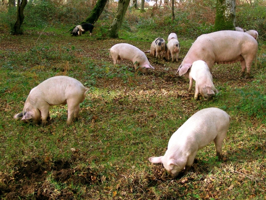 Actualizarea situației privind evoluția Pestei Porcine Africane la data de 24 iulie 2019
