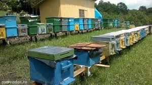 Pregătiţi stupina pentru iernat