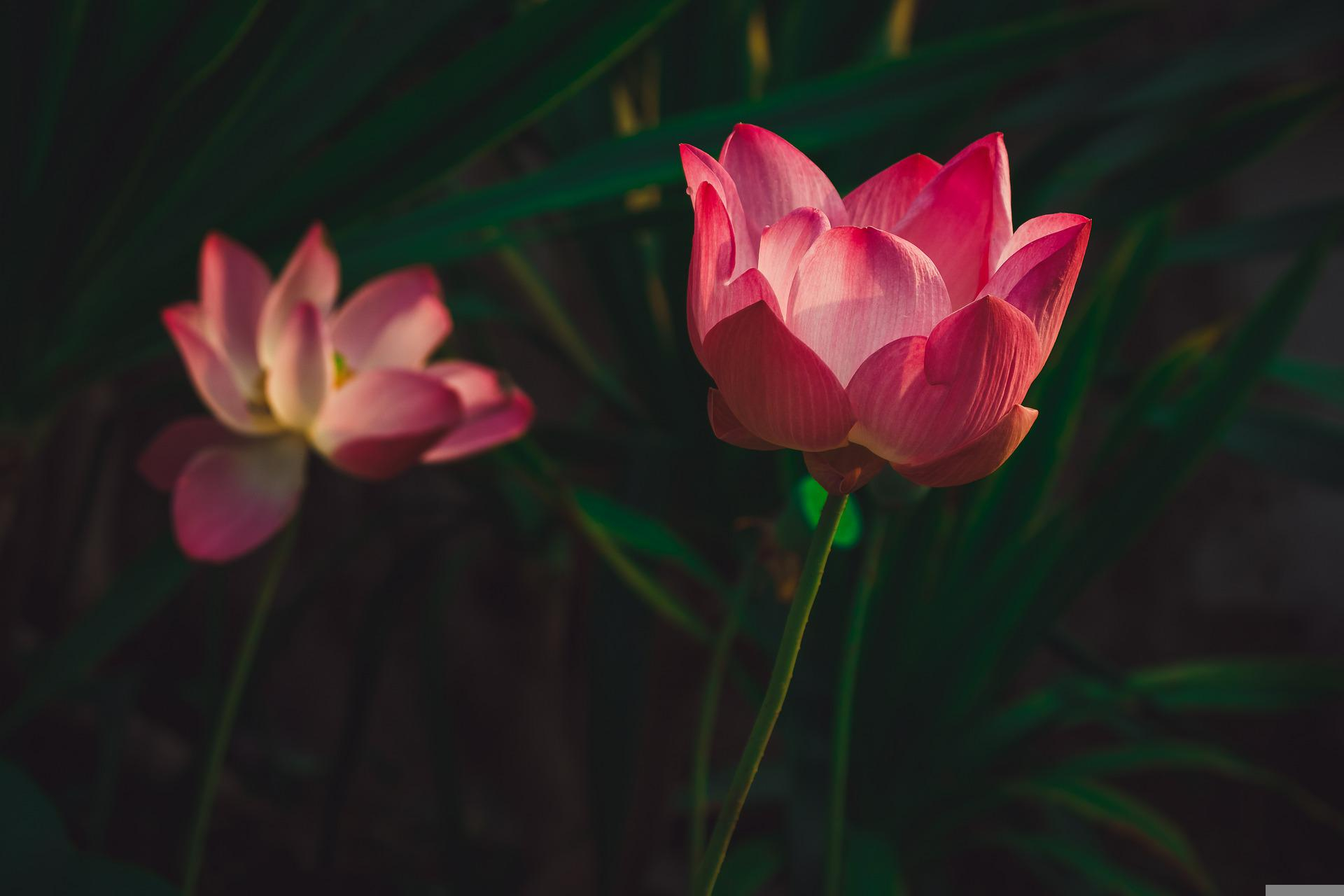 Mătasea din lotus, cea mai rară textilă din lume