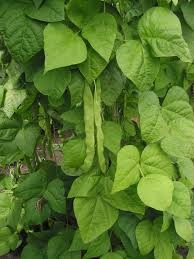 Fasolea urcătoare (Phaseolus vulgaris L. Var. communis)
