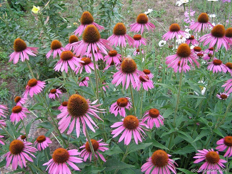 Echinacea purpurie