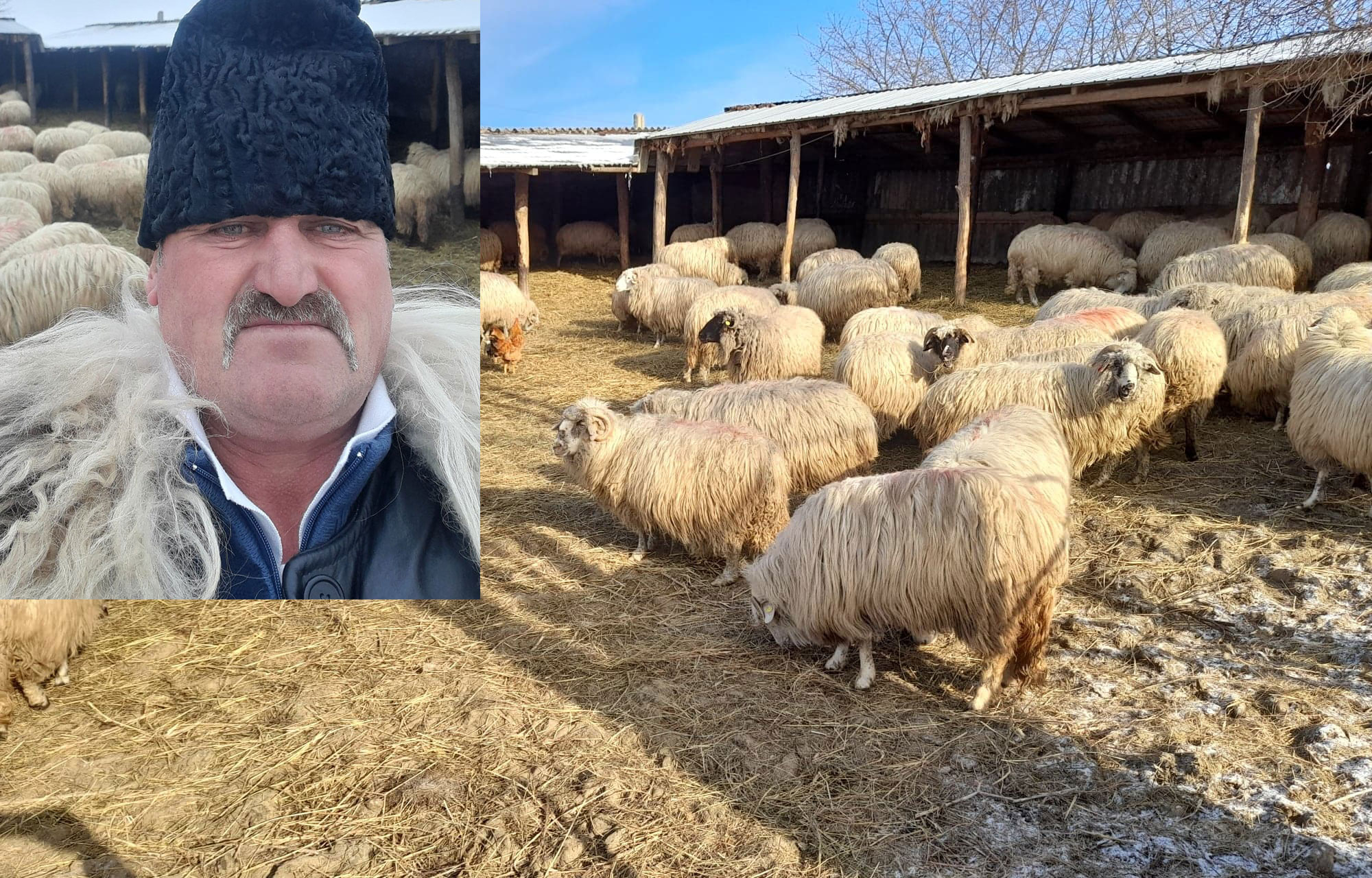 Ciobănia - pasiunea unui botoşănean din satul Stânceşti