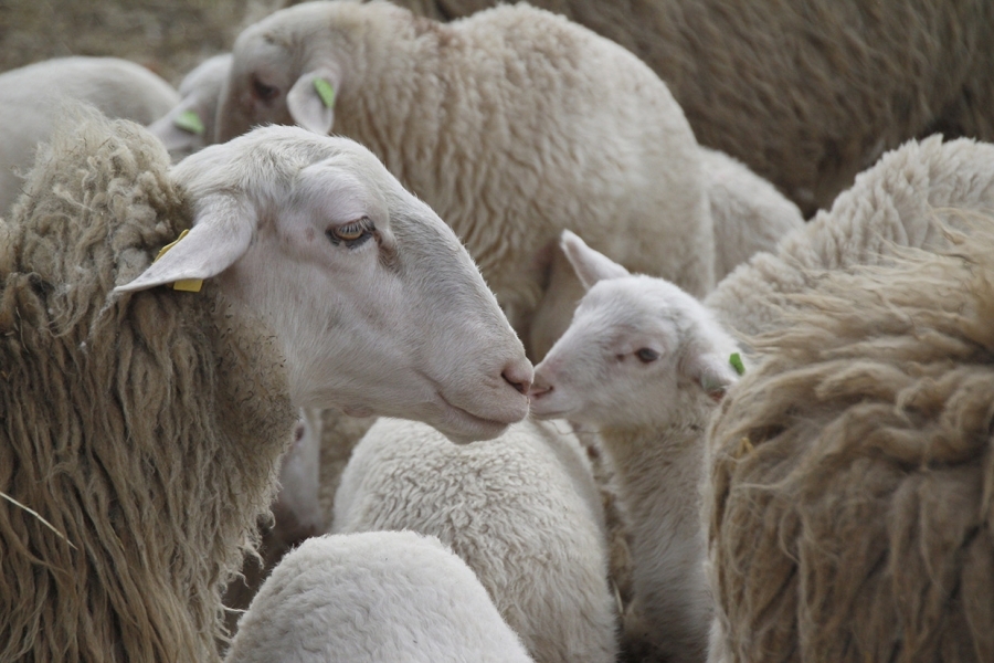 Obligaţiile şi responsabilităţiile crescătorilor de animale privind supravegherea, prevenirea și combaterea bolilor transmisibile la animale şi de la animale la om