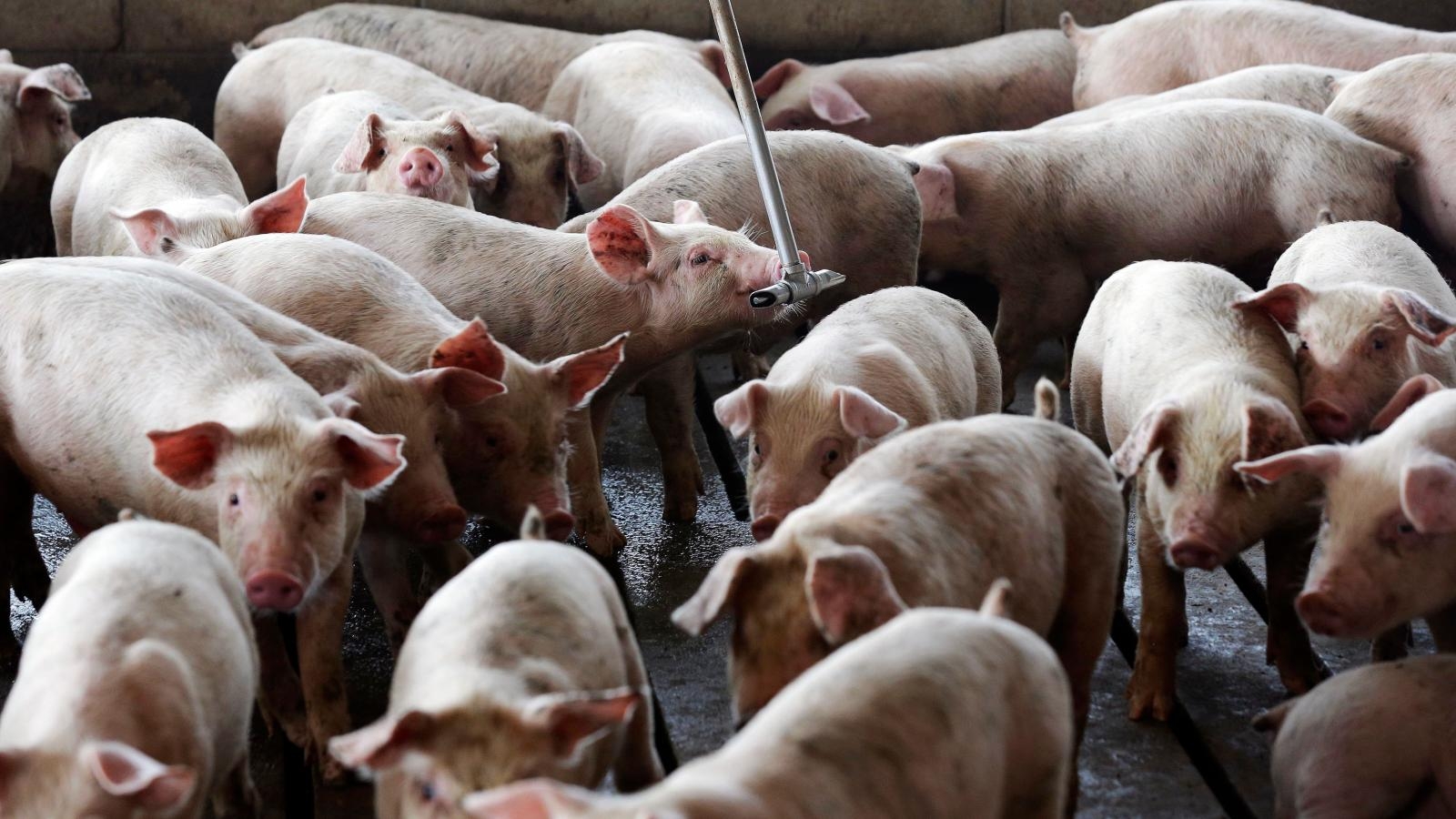 Actualizarea situației privind evoluția Pestei Porcine Africane la data de 25 octombrie 2018