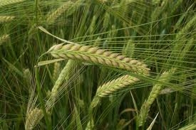 La Movila, mii de hectare cultivate cu... profesionalism