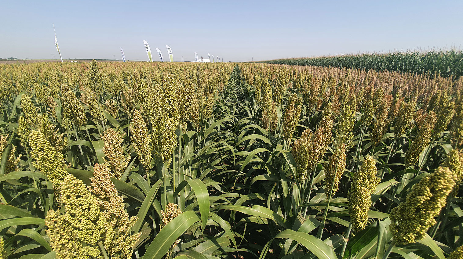 Lidea Master Field, seria de evenimente pentru agricultură durabilă