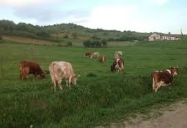 Vaca de lapte, în impas