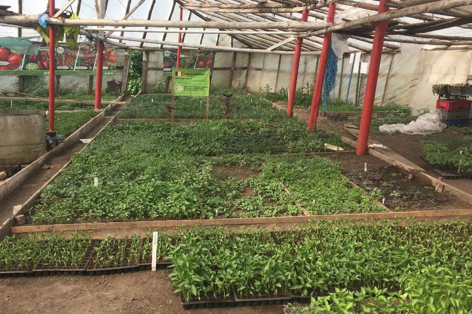 Performanţă în legumicultură la Bursuceni, Suceava