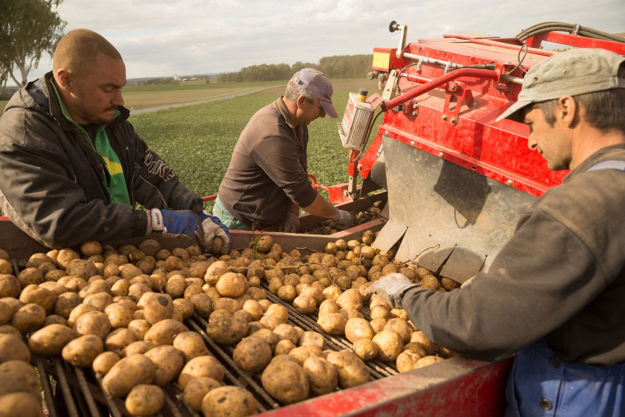 România, țara micilor producători