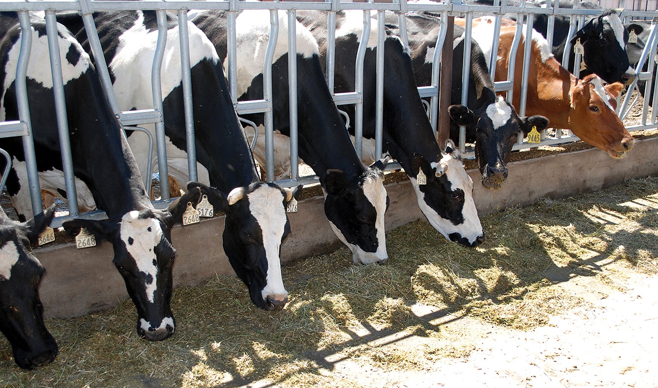 Suceava și Bacău, în topul celor mai mari crescători de bovine și păsări