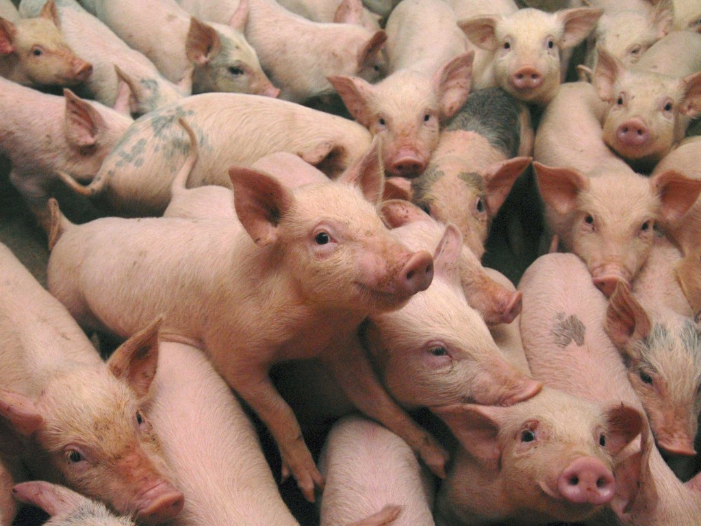 Bacteriile lactice - unica alternativă în lupta contra infecțiilor alimentare