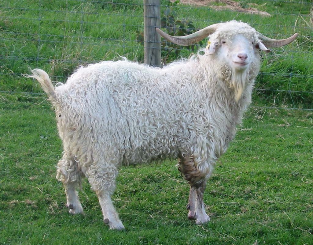 Caprele de Angora, o „mină de aur“ neexploatată