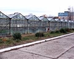 Noi soiuri de legume de la Buzău