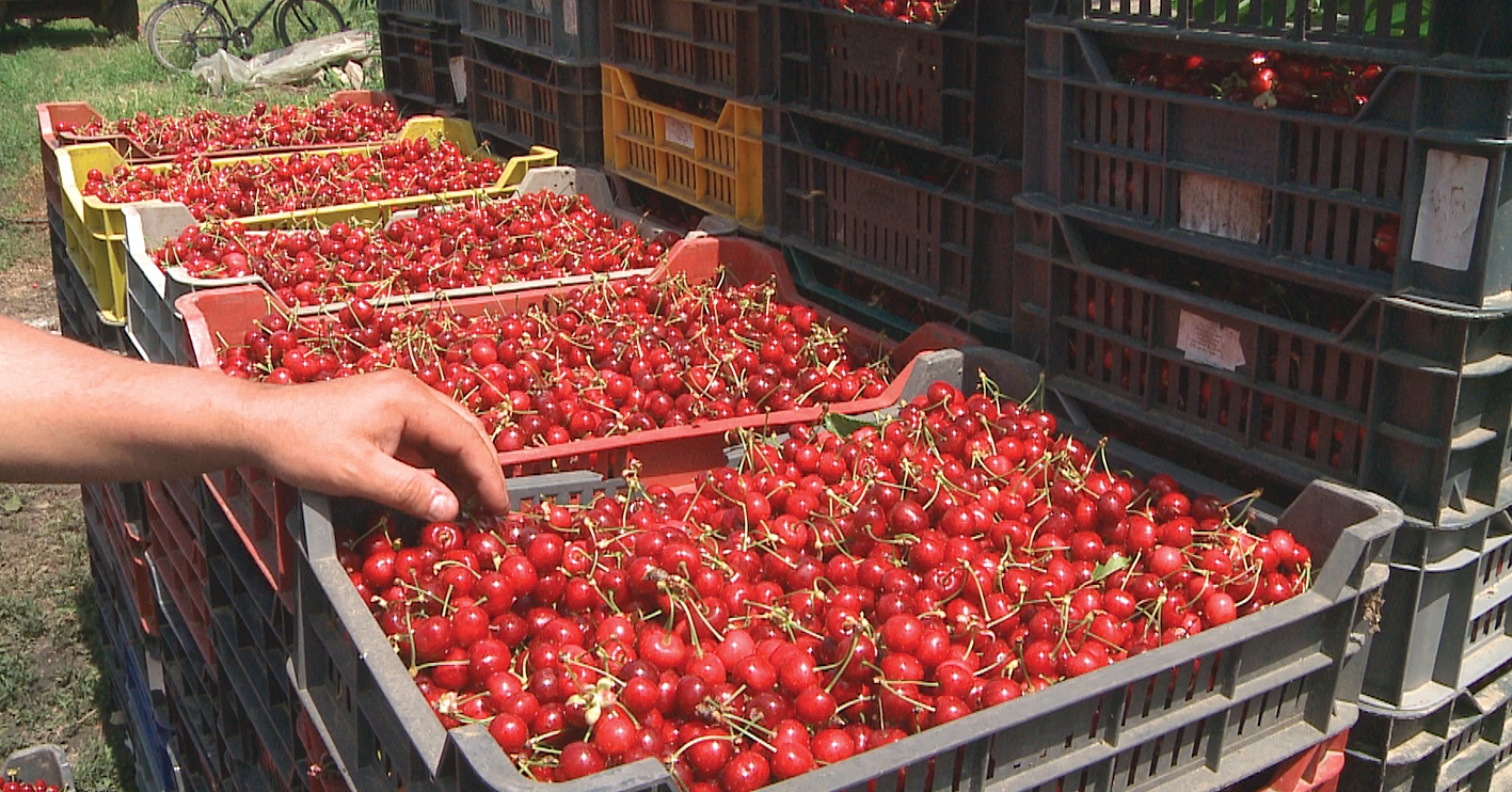 Early Lory, un soi de cireșe cu producții spectaculoase